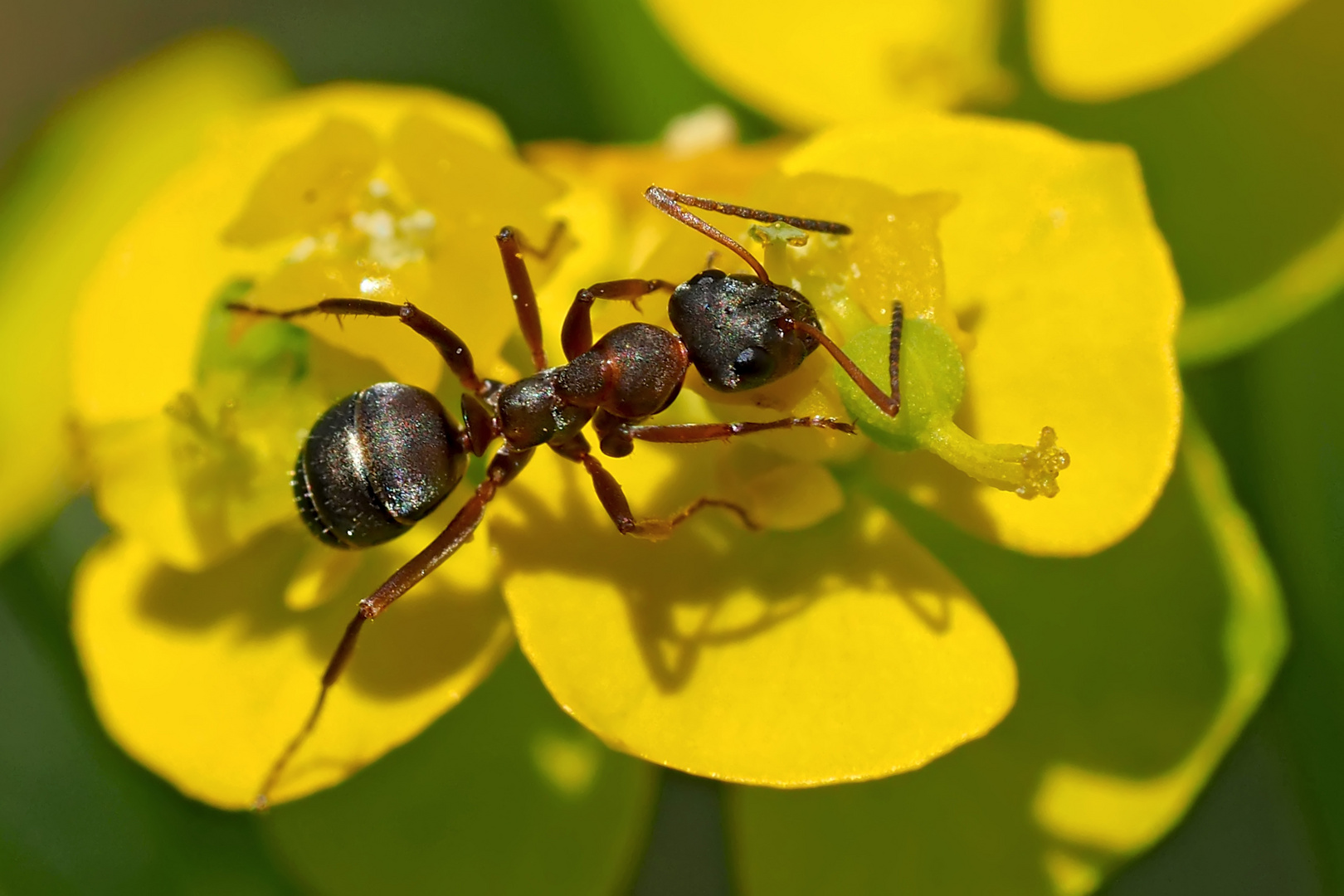 Auch Ameisen lieben Blumen! - Les fourmis aiment les fleurs comme nous!