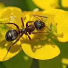 Auch Ameisen lieben Blumen! - Les fourmis aiment les fleurs comme nous!