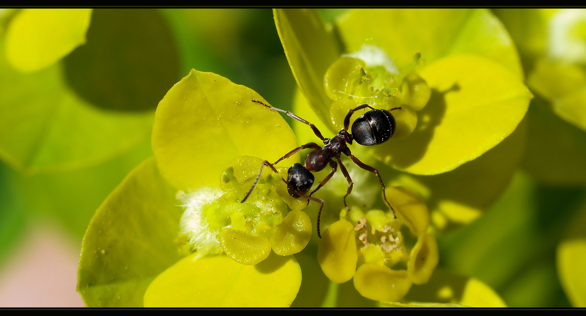 Auch Ameisen mögen Blumen ...