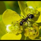 Auch Ameisen mögen Blumen ...