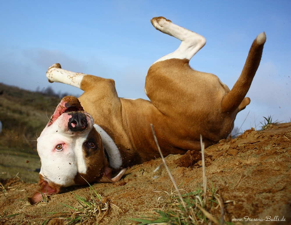 Auch American Bulldogs sind albern! :-)