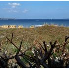 Auch an der Ostsee gibt es Dünen!