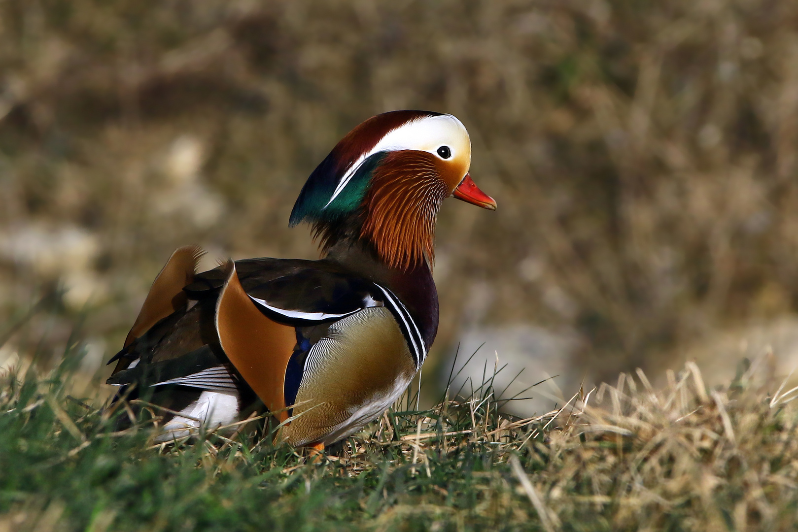 Auch an Land ein Fotostar : Mandarinente, Erpel, wildlife