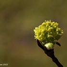 auch andere Bäume haben schöne Blüten