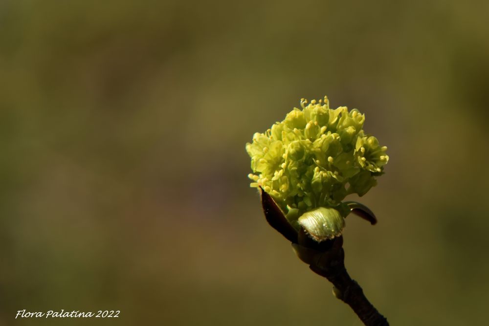 auch andere Bäume haben schöne Blüten