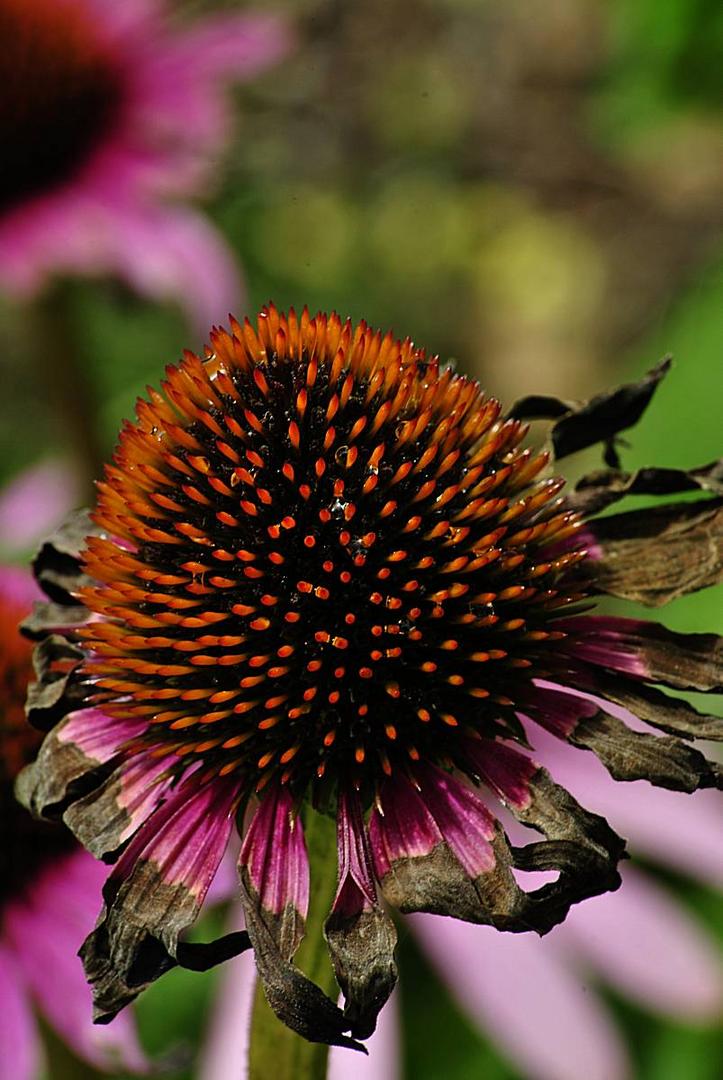 Auch angewelkt ist Echinacea eine Schönheit....