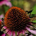 Auch angewelkt ist Echinacea eine Schönheit....