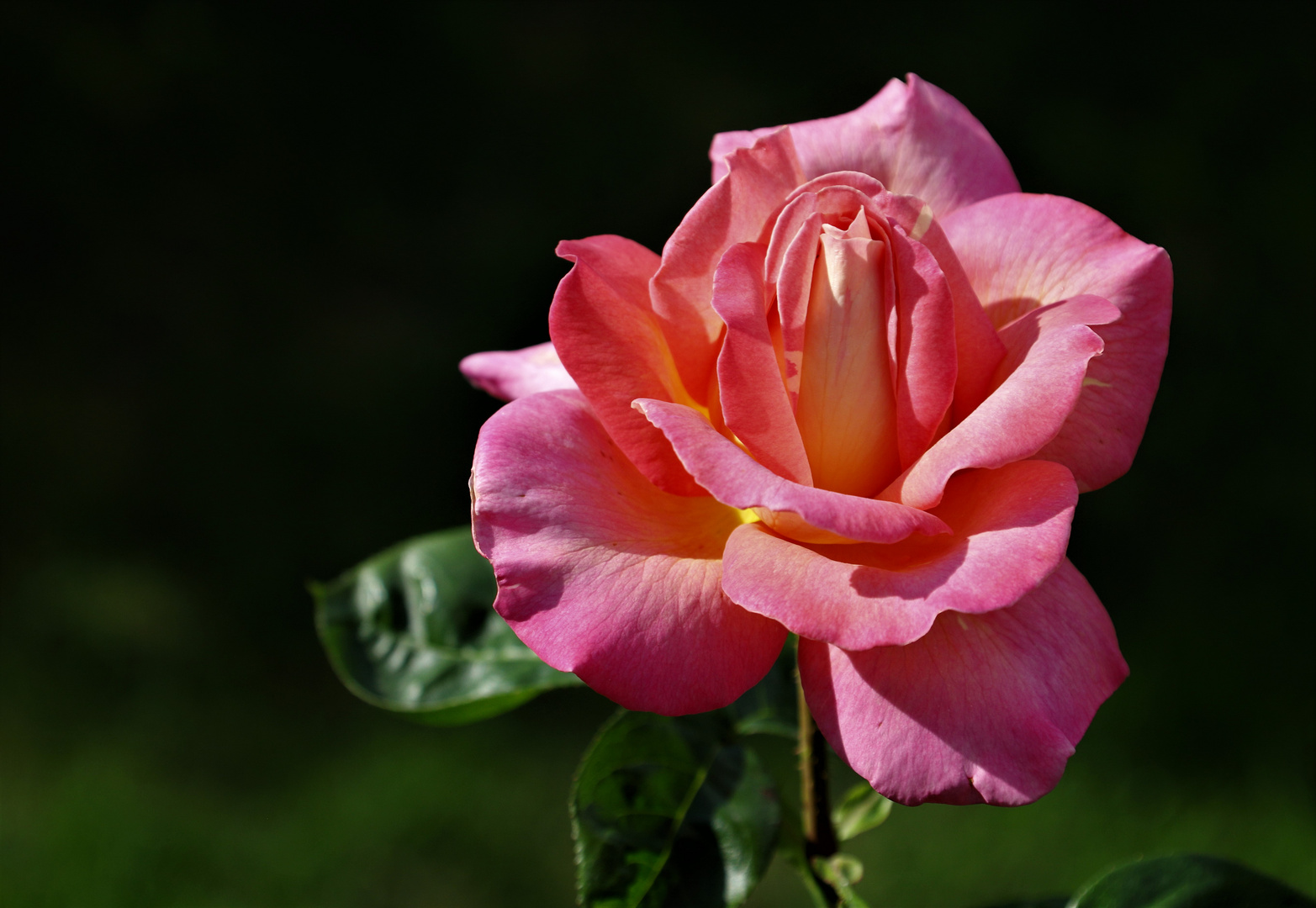 Auch auch aus meinem Garten...