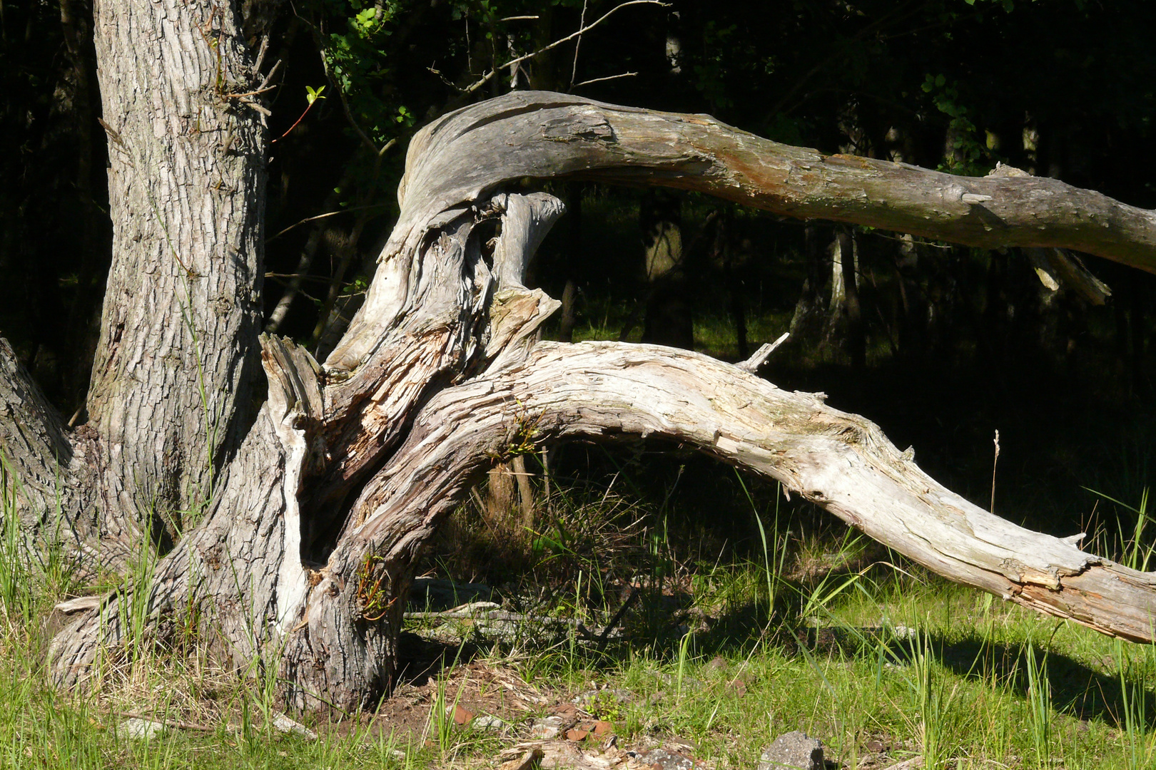 Auch auf altem Holz wächst Leben