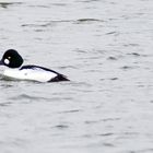 auch auf dem Rhein ...+ 3 Bilder