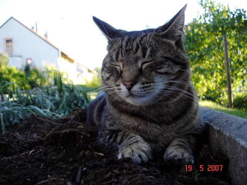 Auch auf der warmen Gartenerde ist es schöööön ....