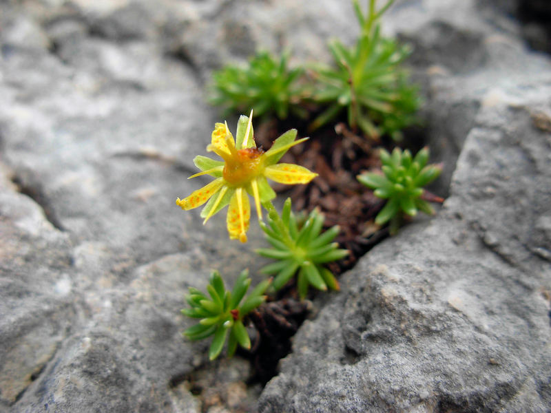 Auch aus dem Felsen kann es spriesen...