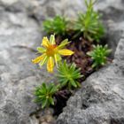 Auch aus dem Felsen kann es spriesen...