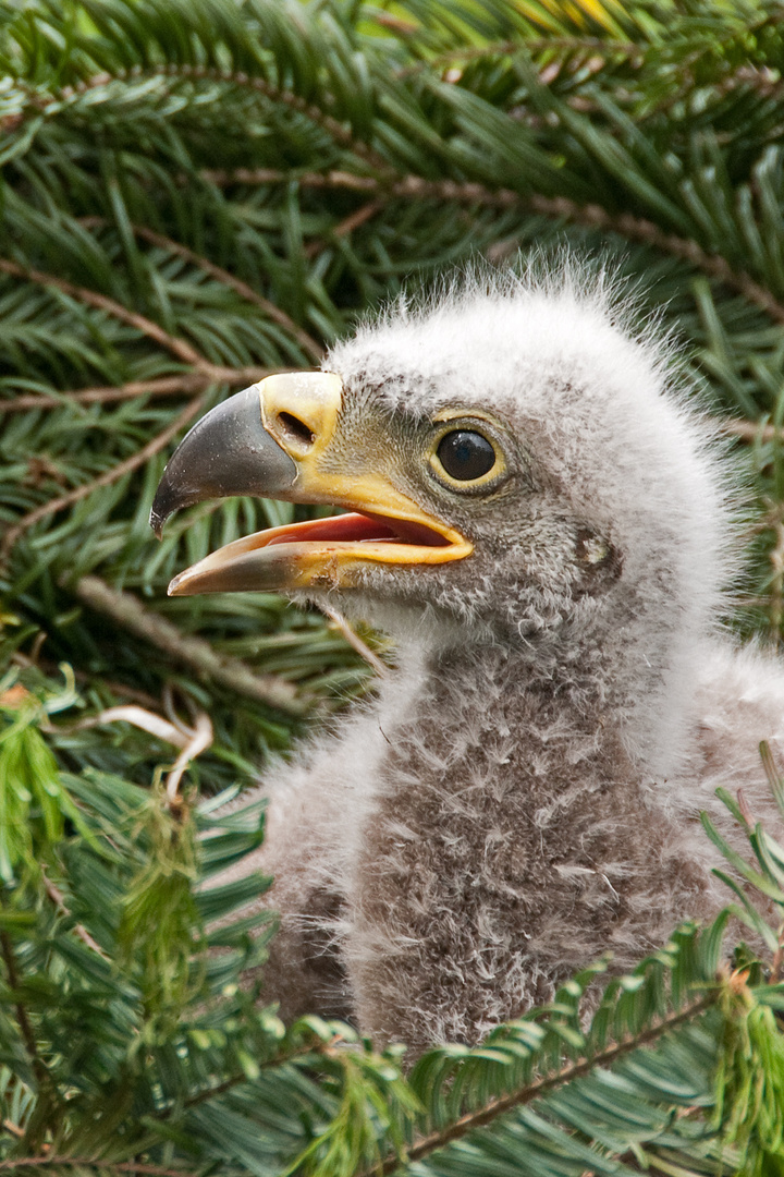 Auch aus mir wird mal ein stattlicher Seeadler