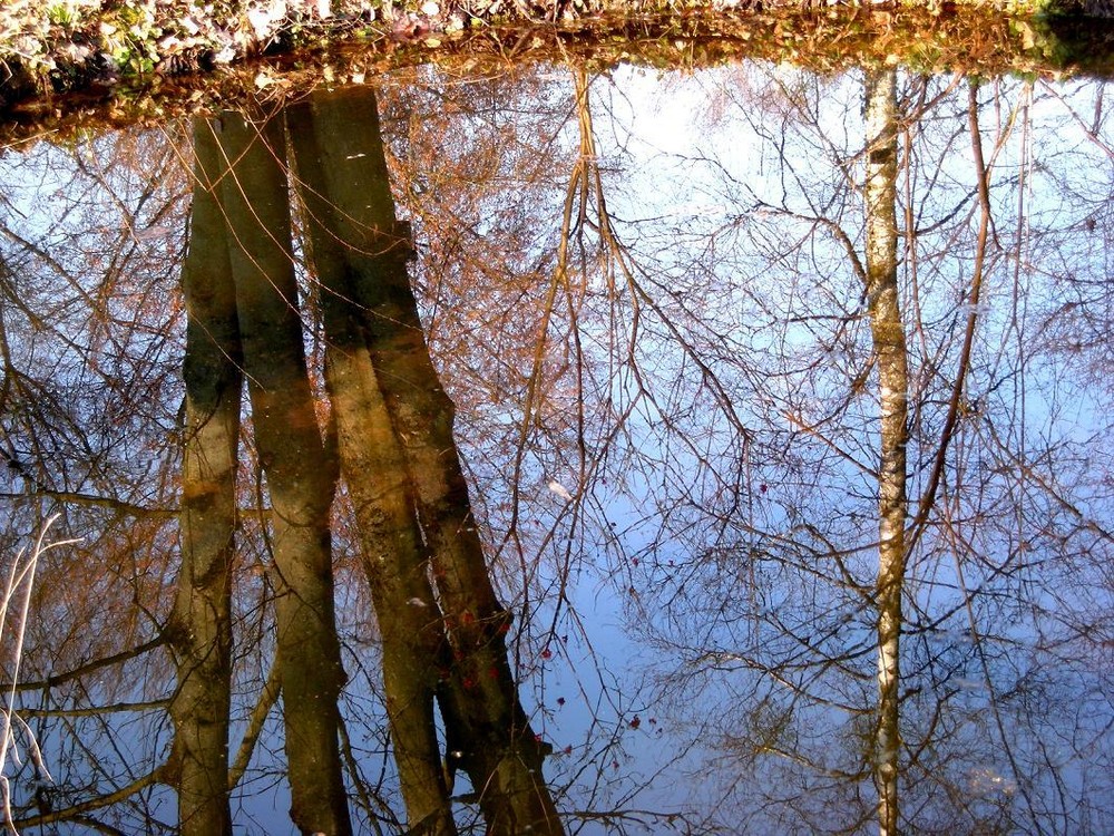 Auch Bäume brauchen Wasser zum Leben