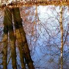 Auch Bäume brauchen Wasser zum Leben