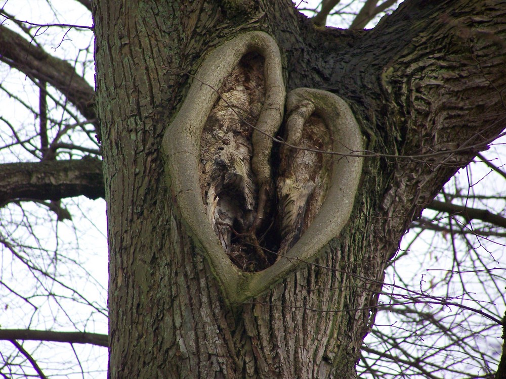 Auch Bäume haben ein Herz.....