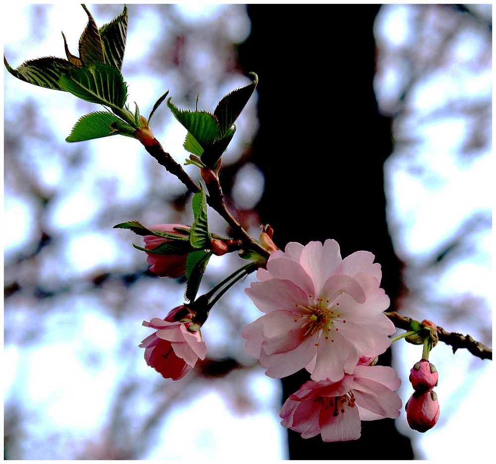 Auch bei den Bäumen ist Frühling