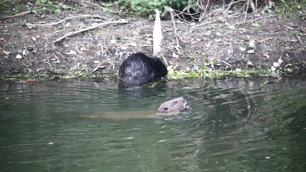 Auch bei den Bibern gibt es Farbvarianten