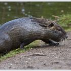 Auch bei den Biberratten wird es lebendig