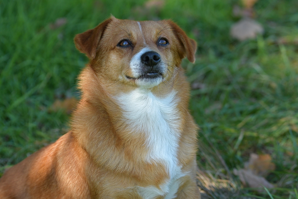 Auch bei den Büffeln: Caneli