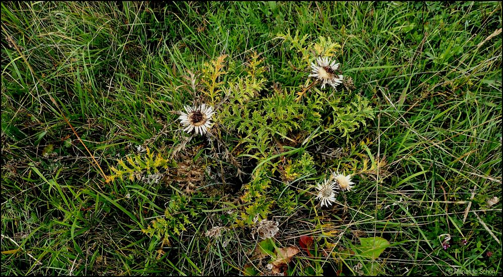 Auch bei der Silberdistel färben sich die Blätter schon...