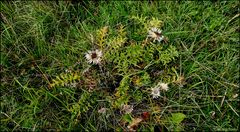 Auch bei der Silberdistel färben sich die Blätter schon...