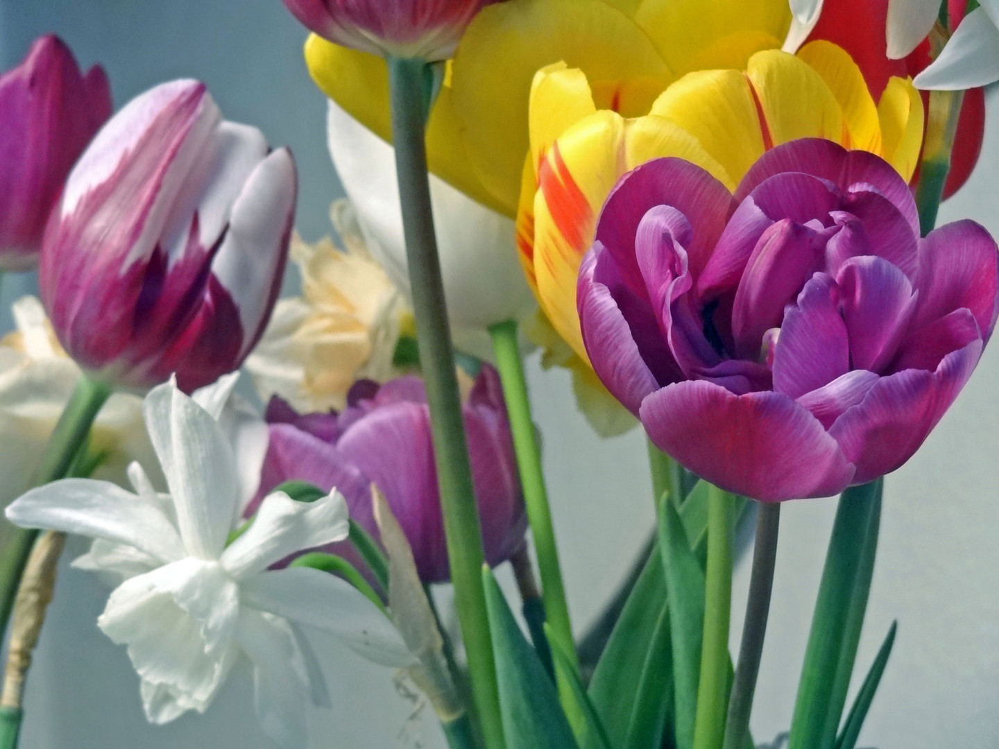 Auch bei dir rubie werden deine tulpen bald blühen!! hier ein vorgeschmack!