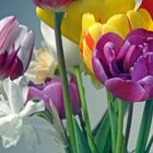 Auch bei dir rubie werden deine tulpen bald blühen!! hier ein vorgeschmack!
