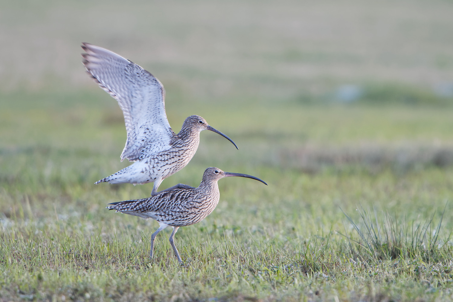 Auch bei Familie Brachvogel