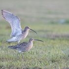 Auch bei Familie Brachvogel