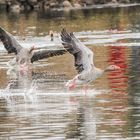 Auch bei Familie "Gans" beginnt der Frühling.