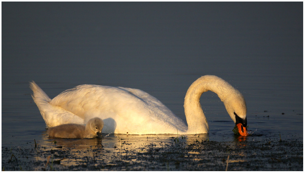 Auch bei Familie Schwan..