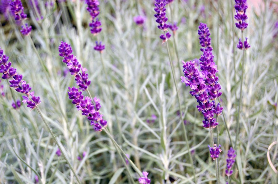 auch bei Mama im Garten 2012