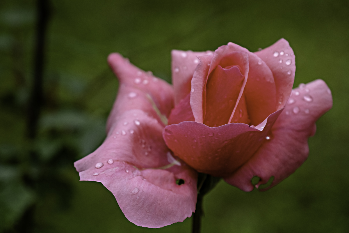 Auch bei Regen ist's im Garten schön!