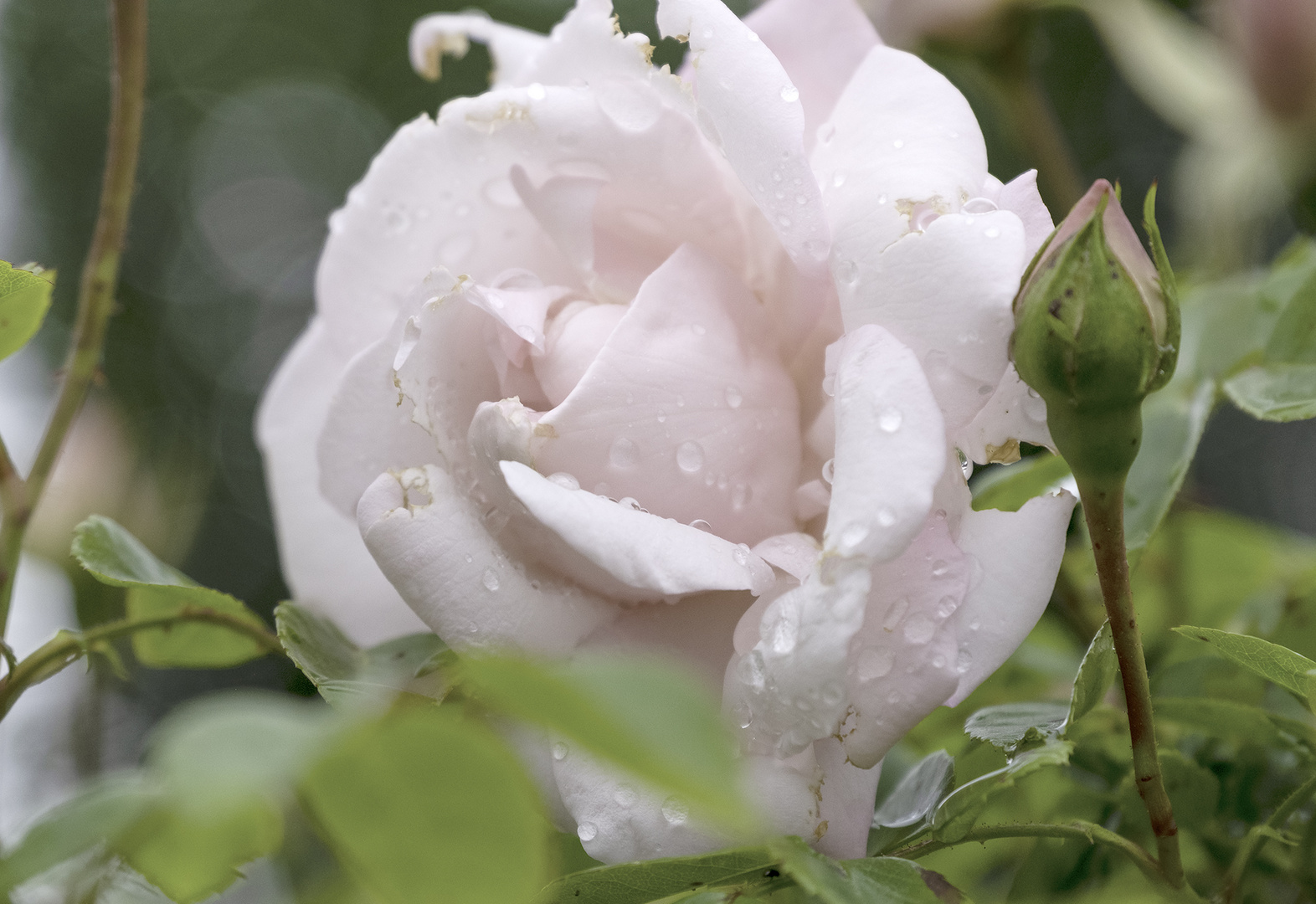 Auch bei Regen ist's im Garten schön!