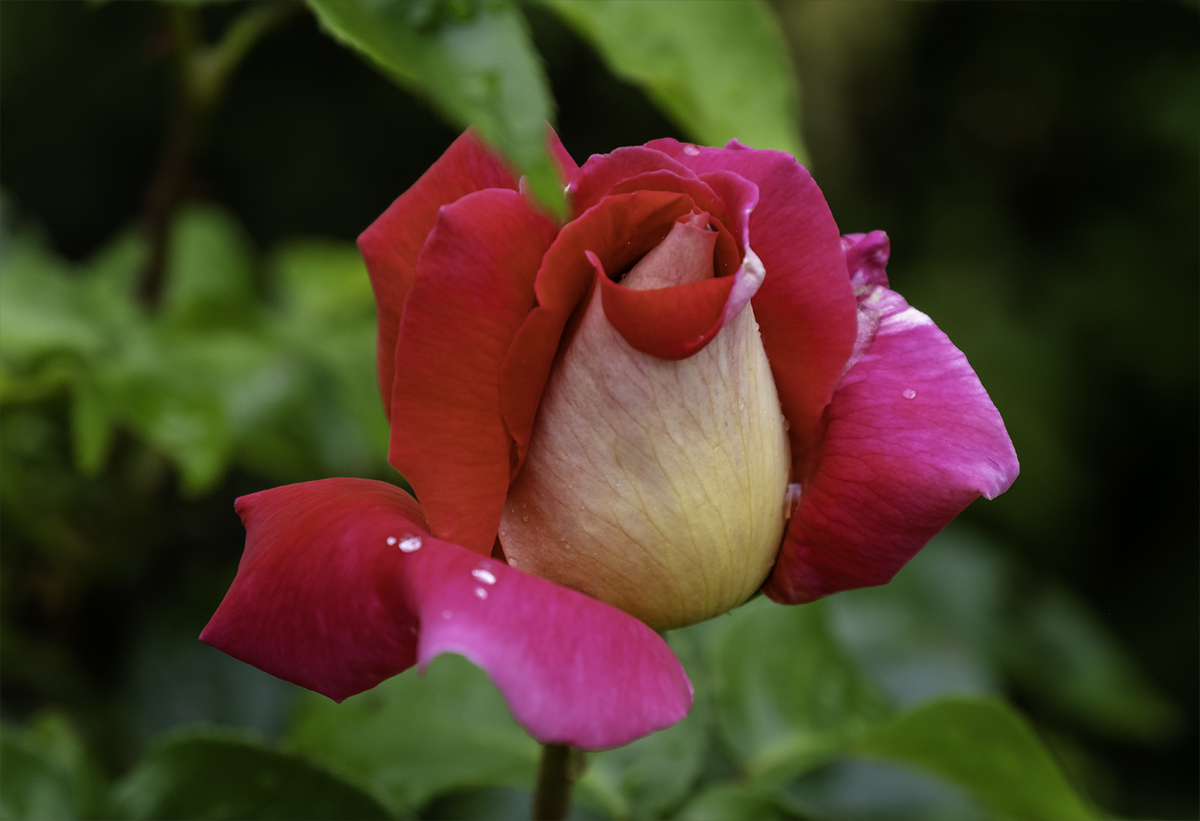 Auch bei Regen ist's im Garten schön!