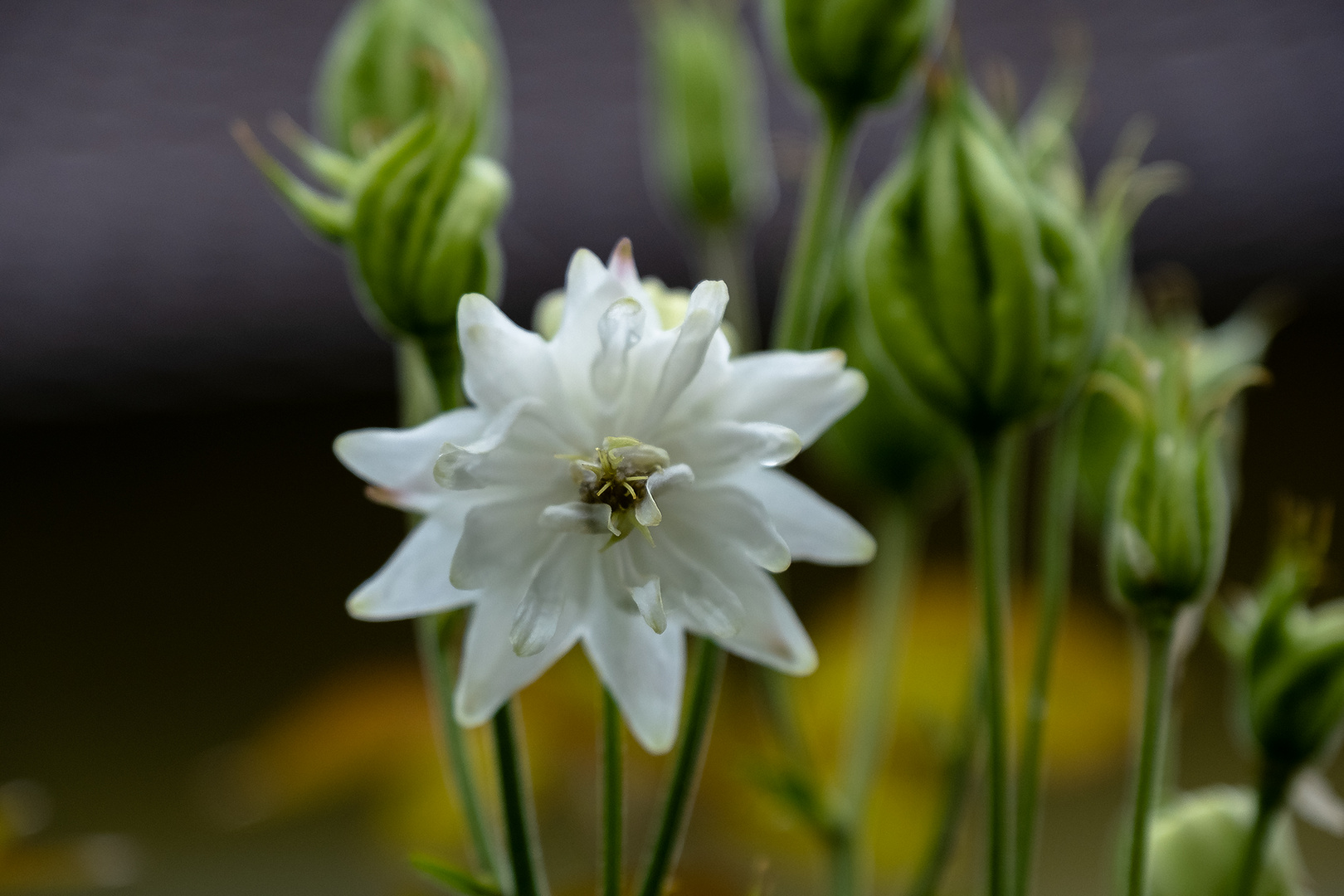 Auch bei Regen ist's im Garten schön!