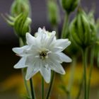 Auch bei Regen ist's im Garten schön!