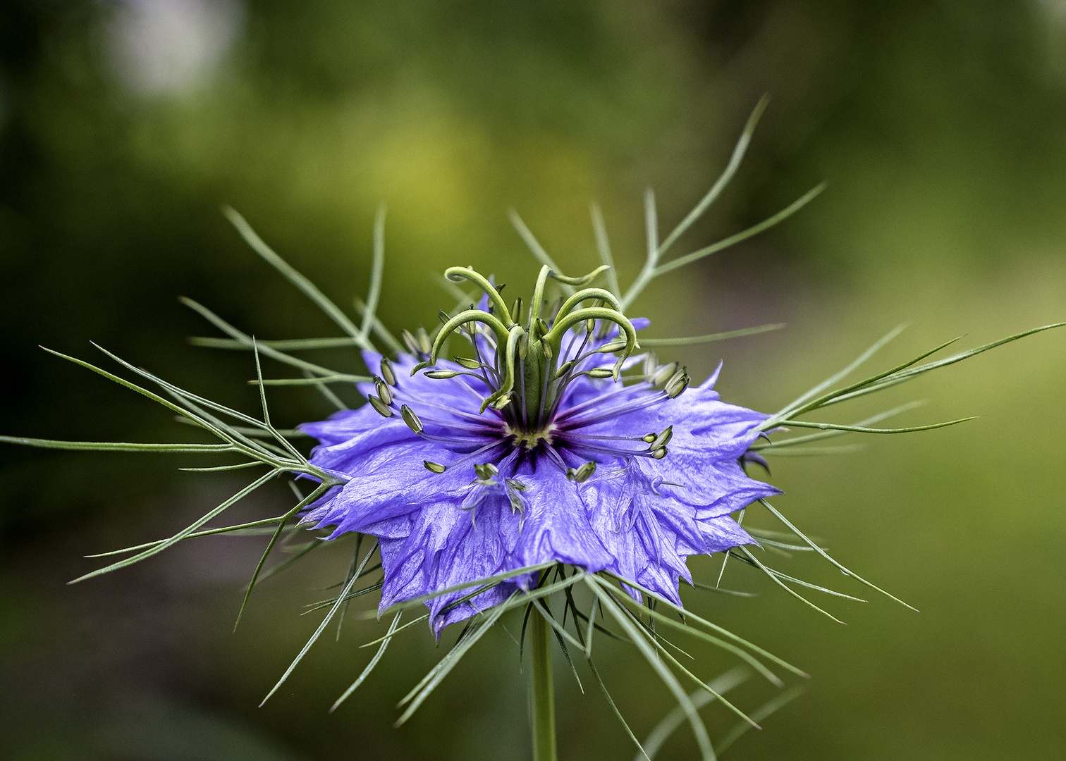 Auch bei Regen ist's im Garten schön!