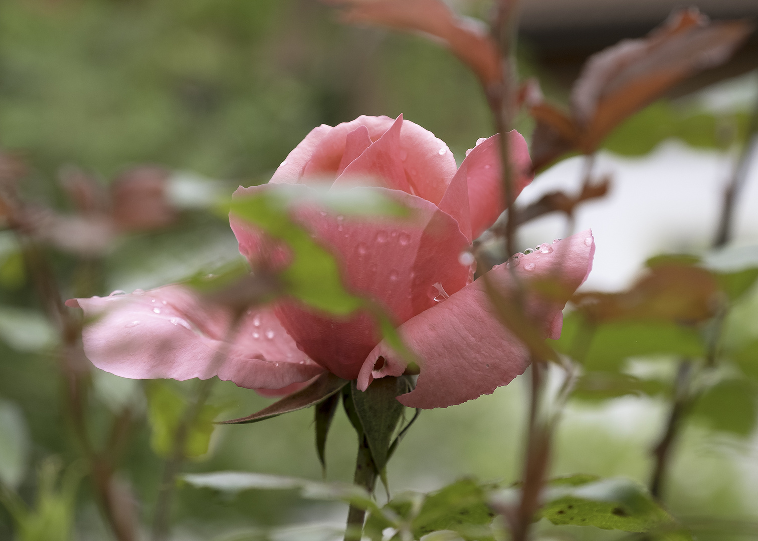 Auch bei Regen ist's im Garten schön!