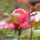 Auch bei Regen ist's im Garten schön!