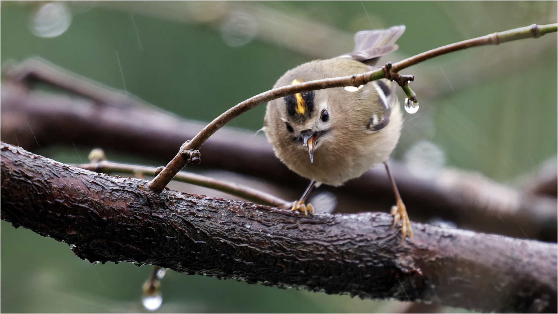 auch bei Regen unterwegs  .....