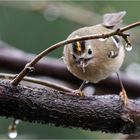 auch bei Regen unterwegs  .....