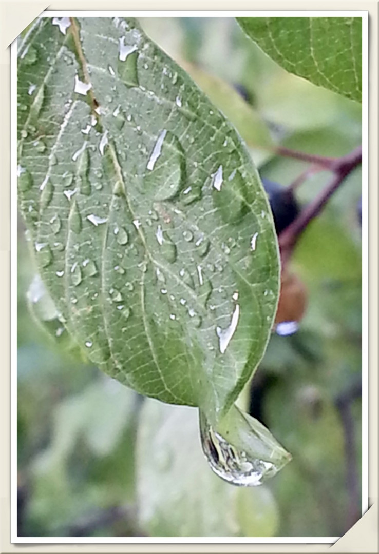 auch bei Regenwetter kann man schöne Motive finden