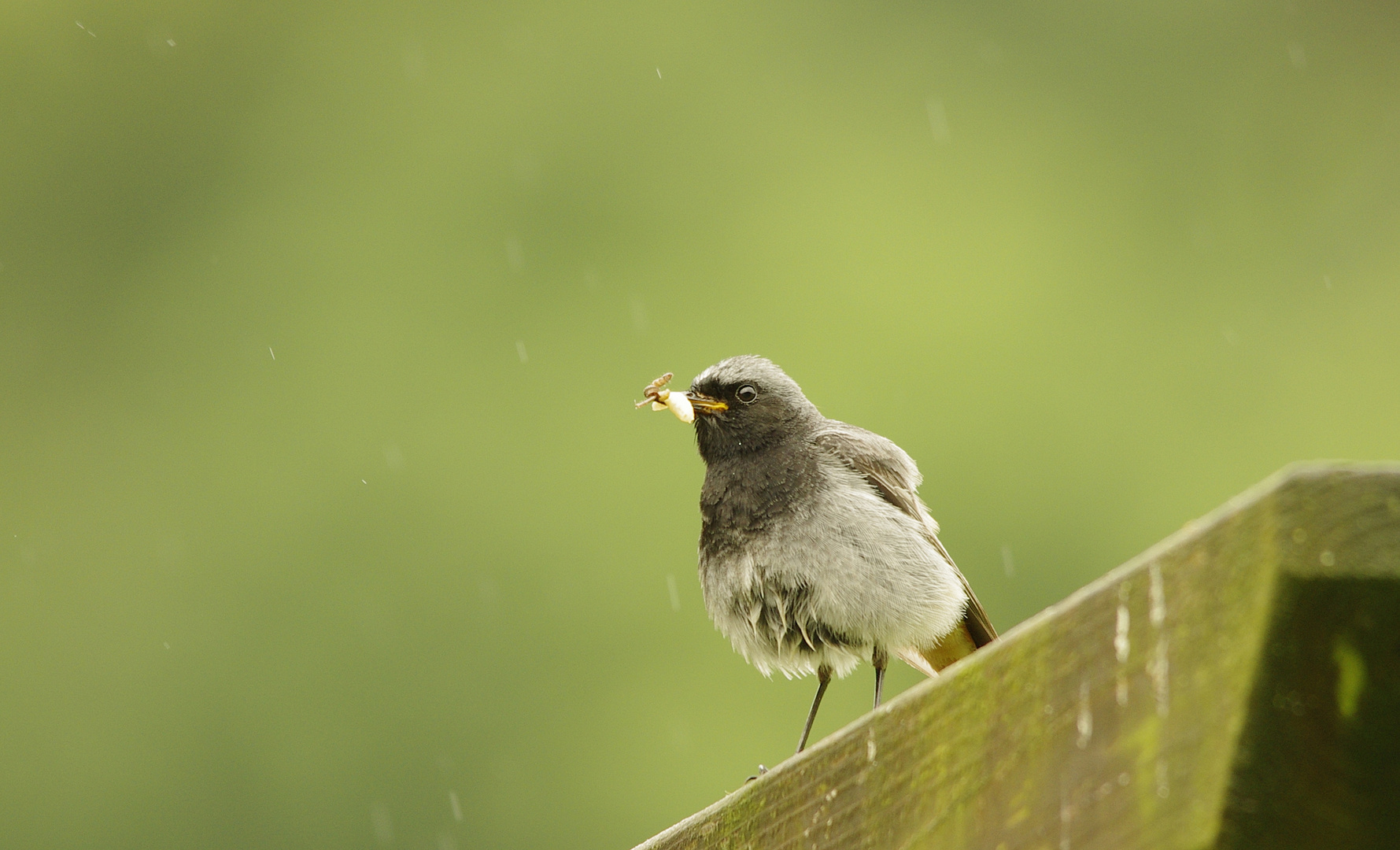 Auch bei Regenwetter wird gefüttert - Hausrotschwanz