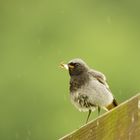 Auch bei Regenwetter wird gefüttert - Hausrotschwanz