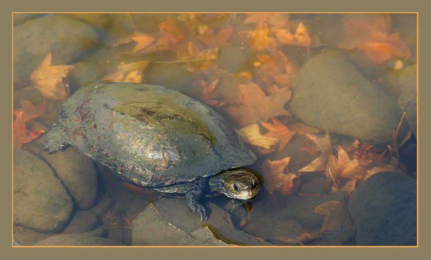 auch bei *Schildkrötens* ....