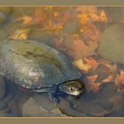 auch bei *Schildkrötens* ....