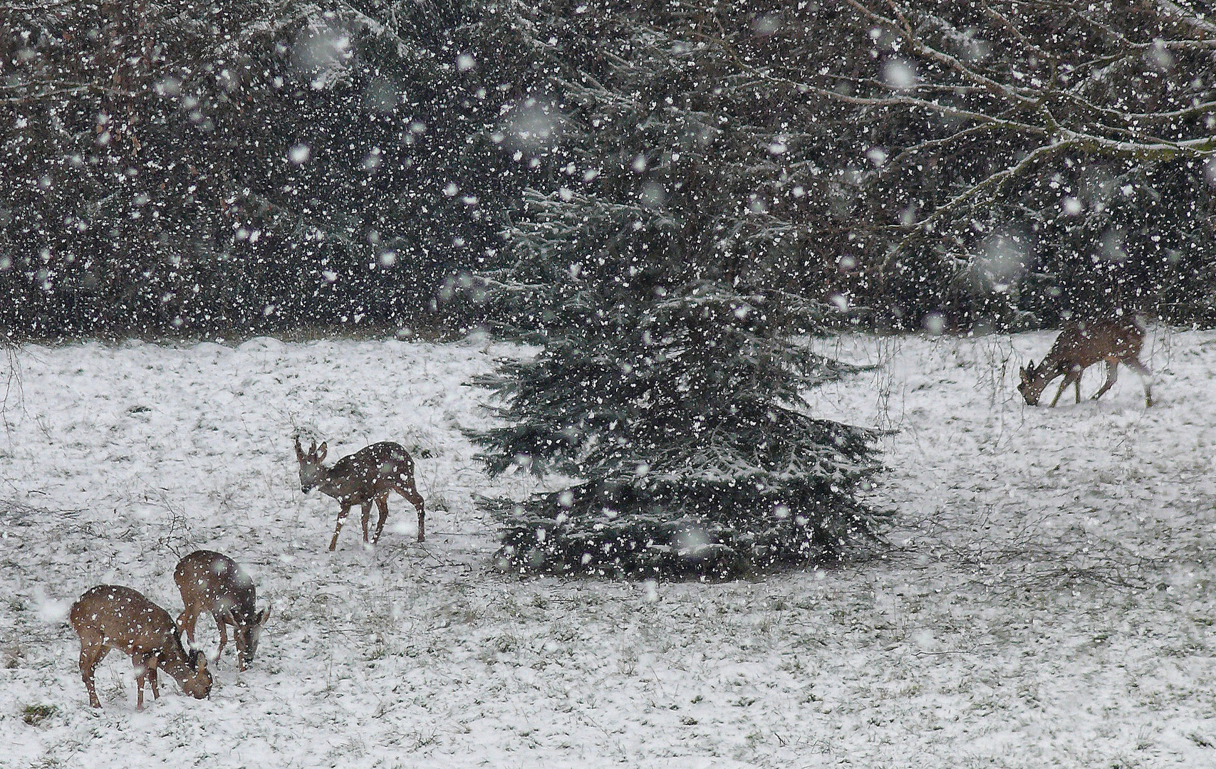 Auch bei Schneefall ...